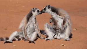 Island of Lemurs: Madagascar's poster