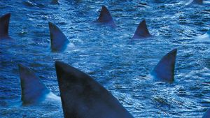 Raging Sharks's poster