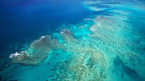 Ultimate Freedive: The Great Barrier Reef's poster