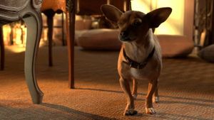 Beverly Hills Chihuahua 3: Viva la Fiesta!'s poster