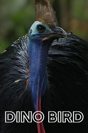 Dino Bird's poster