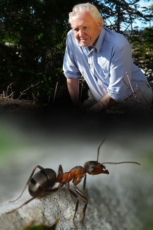 Attenborough and the Empire of the Ants's poster