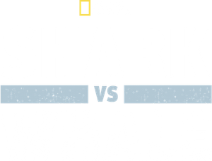 Shark Vs. Whale's poster