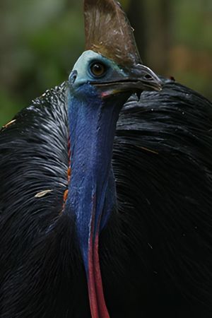 Dino Bird's poster