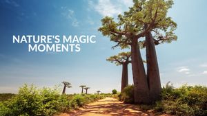Nature's Magic Moments's poster