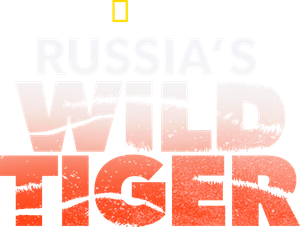 Russia's Wild Tiger's poster