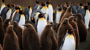 The Penguin King's poster