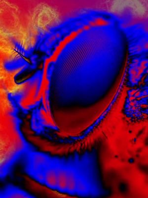 Electric Arthropods's poster