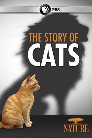 The Story of Cats's poster