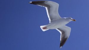 Jonathan Livingston Seagull's poster