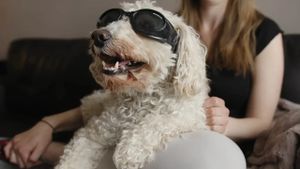 In Dog Years's poster
