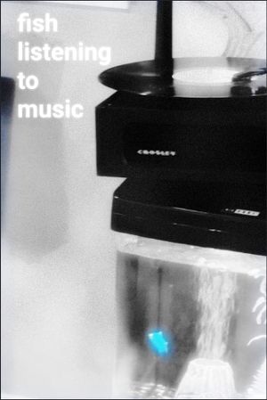 Fish Listening To Music's poster image