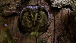 Owls: Masters of the Night's poster