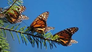 The Incredible Journey of the Butterflies's poster