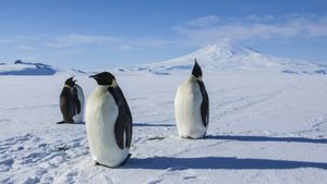Antarctica: A Year on Ice's poster