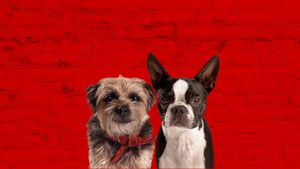 Strays's poster
