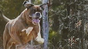 Untitled Dog Horror Movie's poster