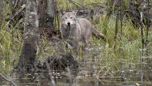 Wolf's poster
