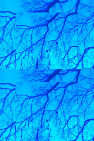 Crows and Branches's poster