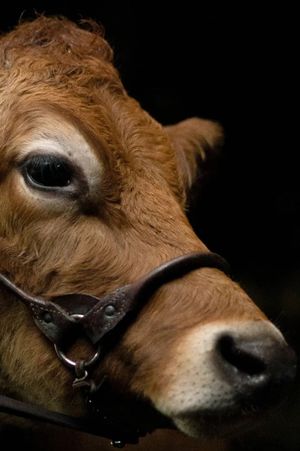 A Feeling of Home: The Making of First Cow's poster