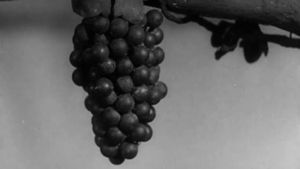 The Fox and the Grapes's poster