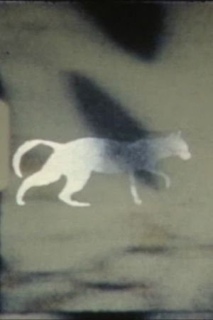 cat-e-gory's poster