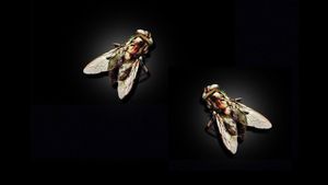 The Fly II's poster