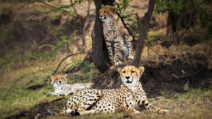 Man Among Cheetahs's poster