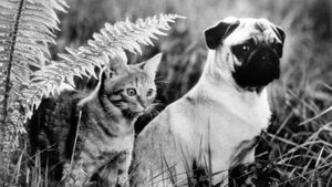The Adventures of Milo and Otis's poster