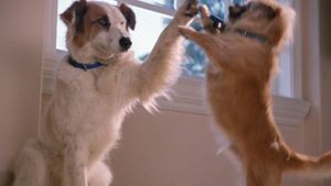 Paws to the Rescue's poster