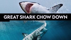 Great Shark Chow Down's poster