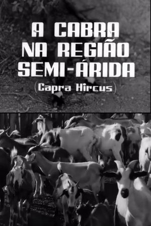 A Cabra na Região Semi-Árida's poster