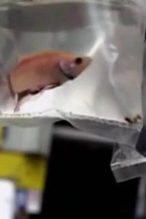 Aquarium's poster