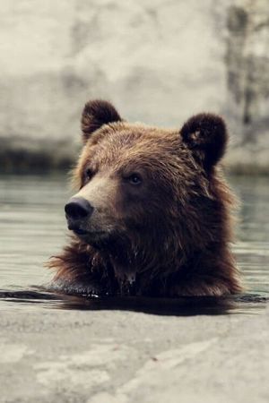 Seul au milieu des ours's poster