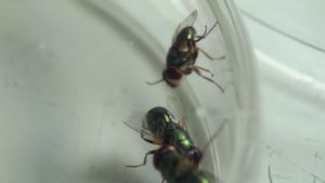 The Great Australian Fly's poster