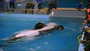 The Free Willy Story - Keiko's Journey Home's poster