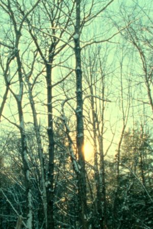 Winter Light's poster