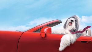 The Shaggy Dog's poster