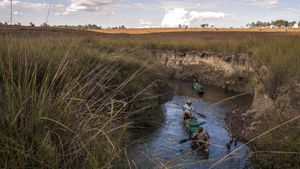 Into the Okavango's poster