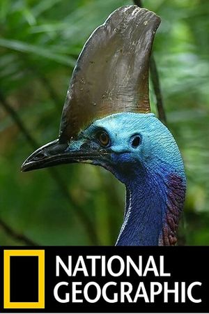 Dino Bird's poster