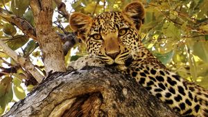Eye of the Leopard's poster