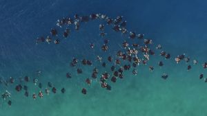Ocean with David Attenborough's poster