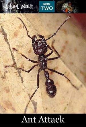 Ant Attack's poster