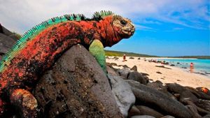 The Dragons of Galapagos's poster