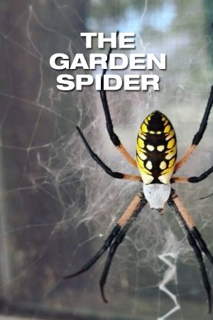 The Garden Spider's poster