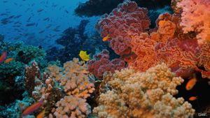 Coral Reef Adventure's poster