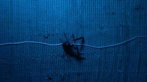 Aracne (ou a araña que non podía tecer)'s poster