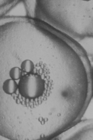 The Stickleback's Eggs's poster