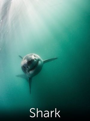 Shark: Beneath the Surface's poster