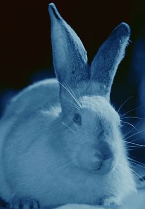 Rabbit's Moon's poster